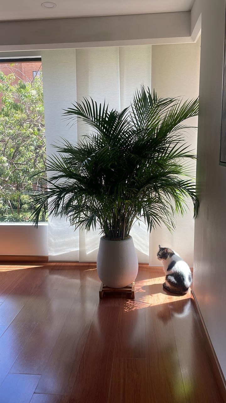 Palma areca grande en matera blanca junto a una ventana, con un gato al lado